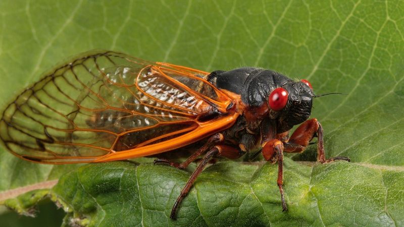 Cicadas' 17-Year Underground Wait
