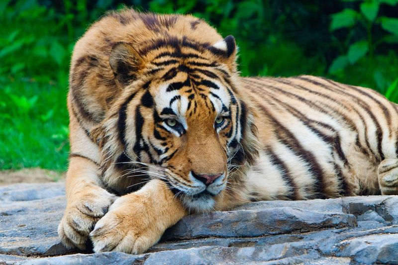 The South China Tiger May Already Be Extinct In The Wild