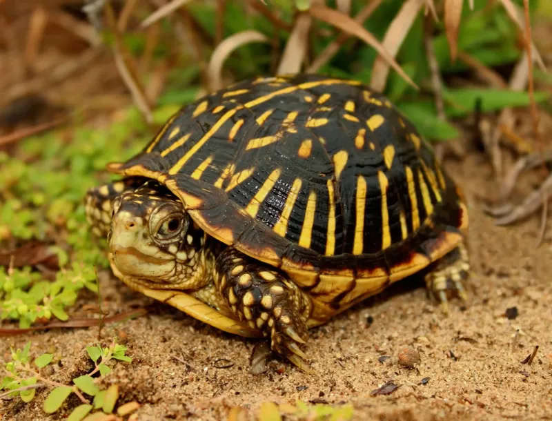 Turtles Have A Low Metabolic Rate