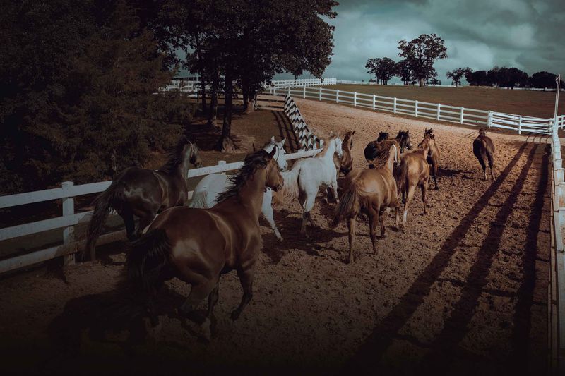 Night Horses – The Dark Navigators