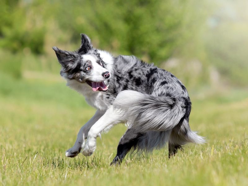 Tail-Chasing That Never Ends