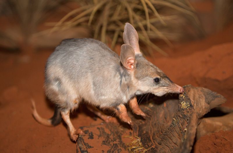 Bilby