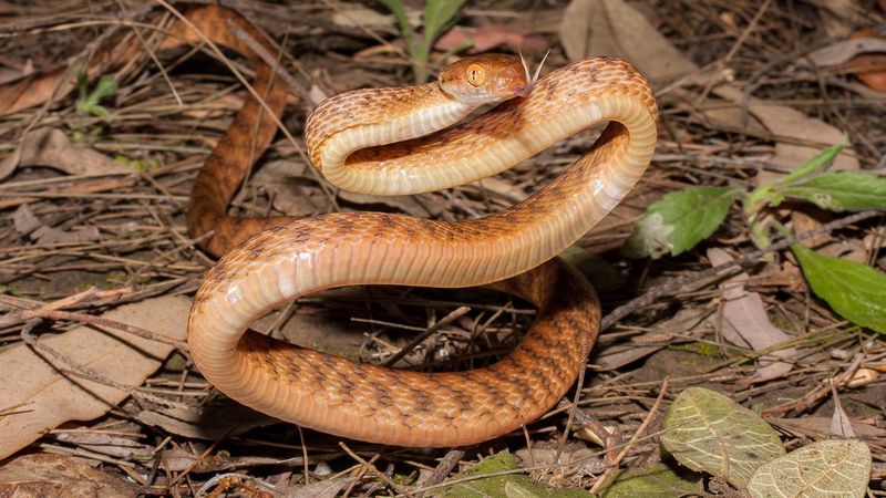Brown Tree Snakes: Guam's Bird Apocalypse