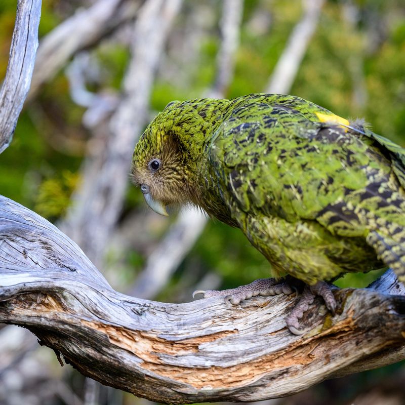 Escaped Parrots Form Surprising Colonies