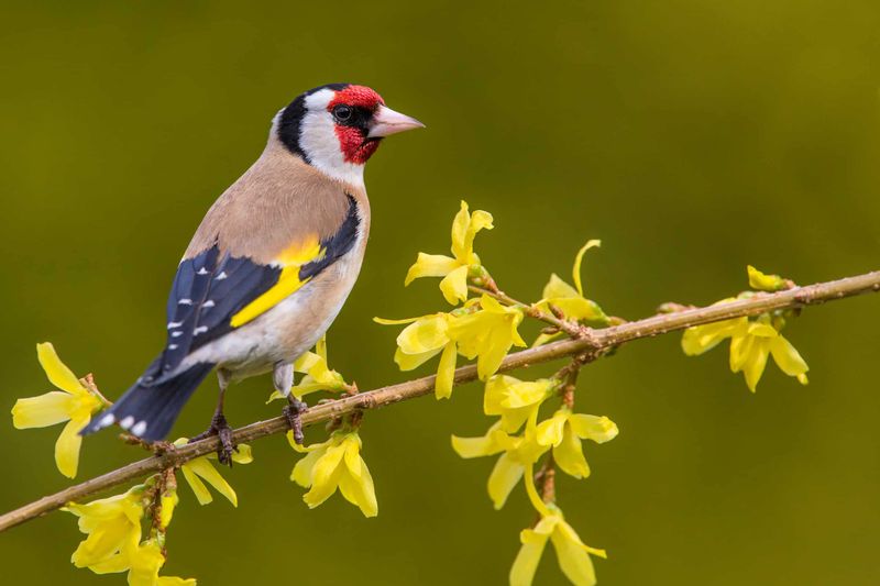 European Goldfinch