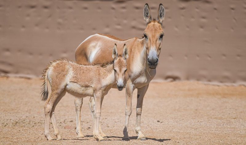 The Silent Killer: Hybridization