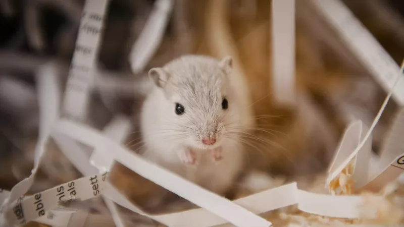 Gerbil