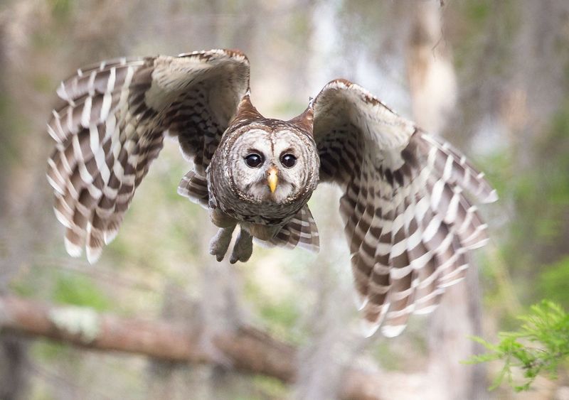 Barred Owl: The Vocal Forest Phantom