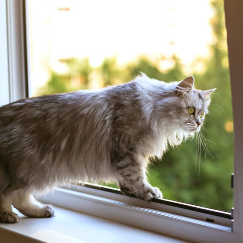 Open Window Dangers
