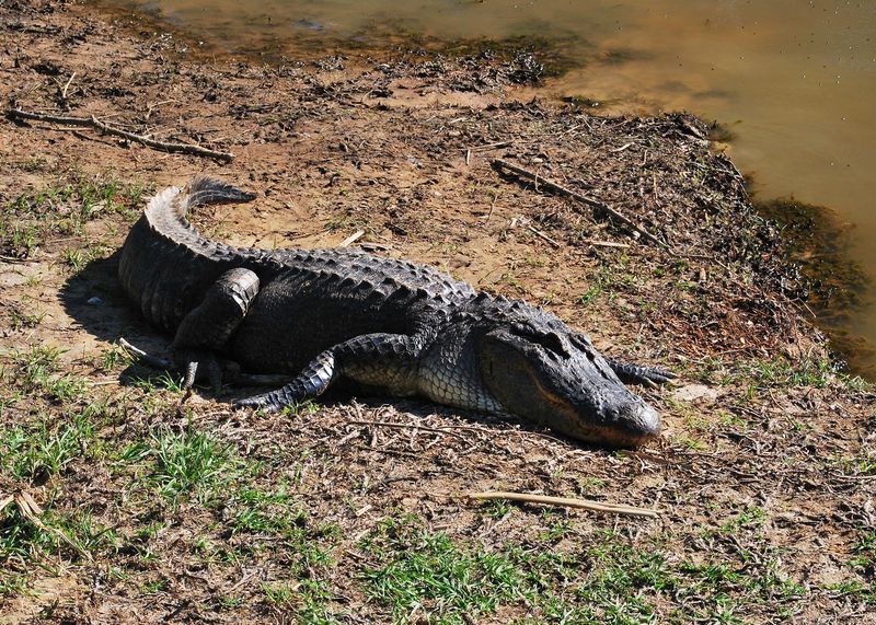 Genetic Adaptability Surprises Scientists
