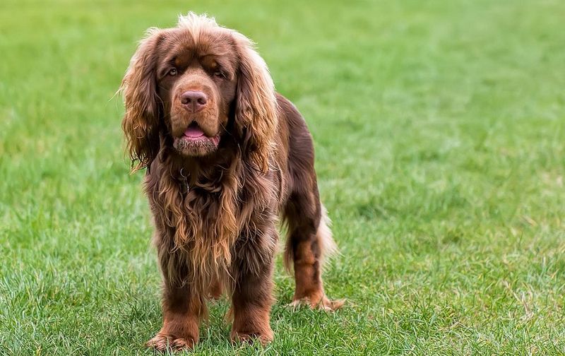 Sussex Spaniel: The Golden-Liver Vocalist
