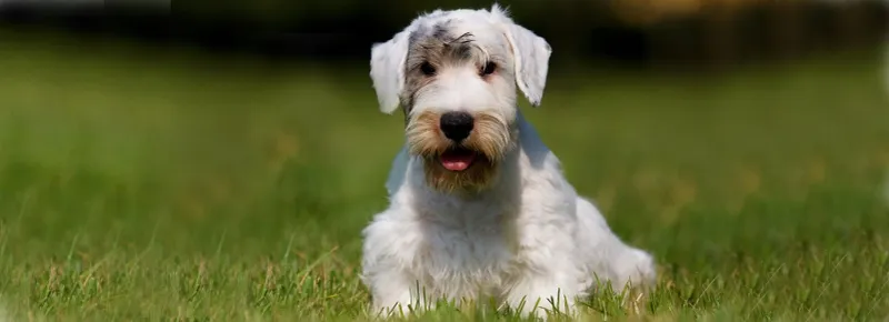 Sealyham Terrier