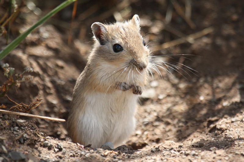 Desert Racers To Precious Pets