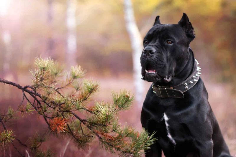 Territorial Cane Corsos