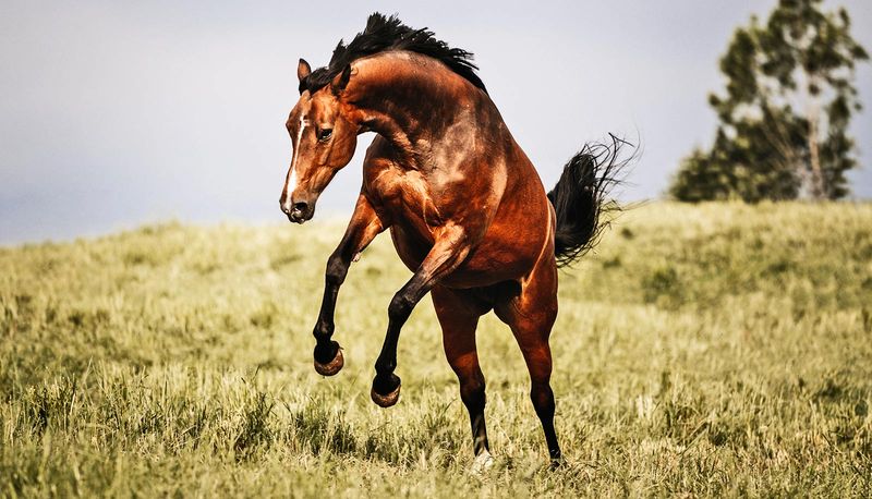 Thoroughbreds: Racing Hearts, Racing Minds