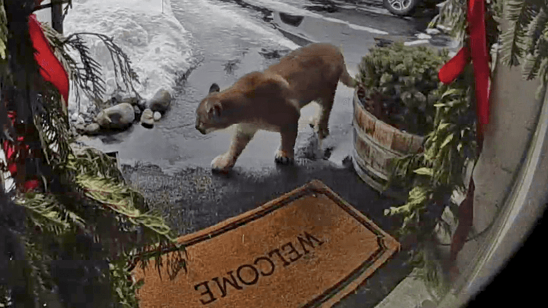 Secure Trash And Pet Food