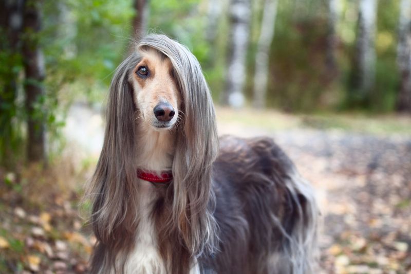 Afghan Hound – High-Maintenance Beauty Queen