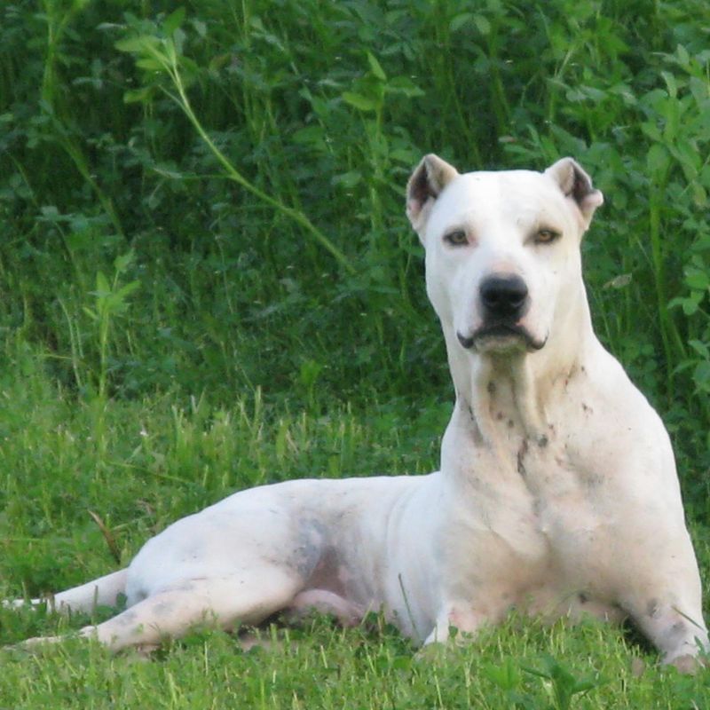 Bully Kutta