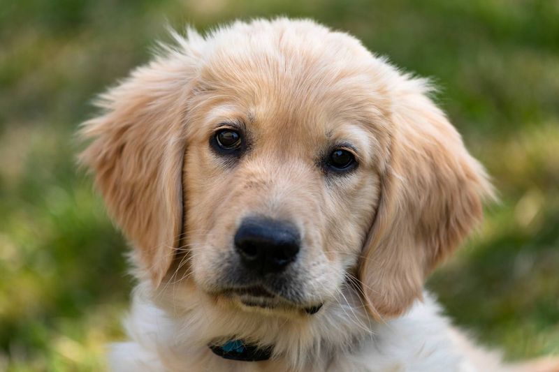 Golden Retriever: The Sunshine Companion