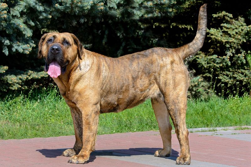 Presa Canario: The Powerful Islander