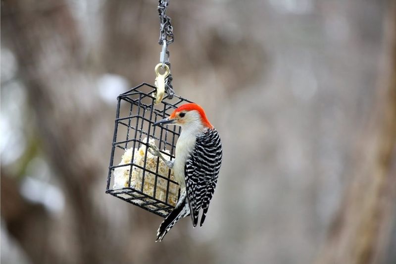 Create Woodpecker Feeding Stations