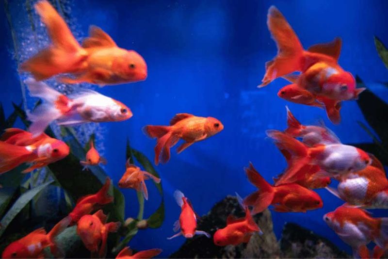 Social Fish