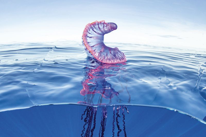 Portuguese Man O’ War