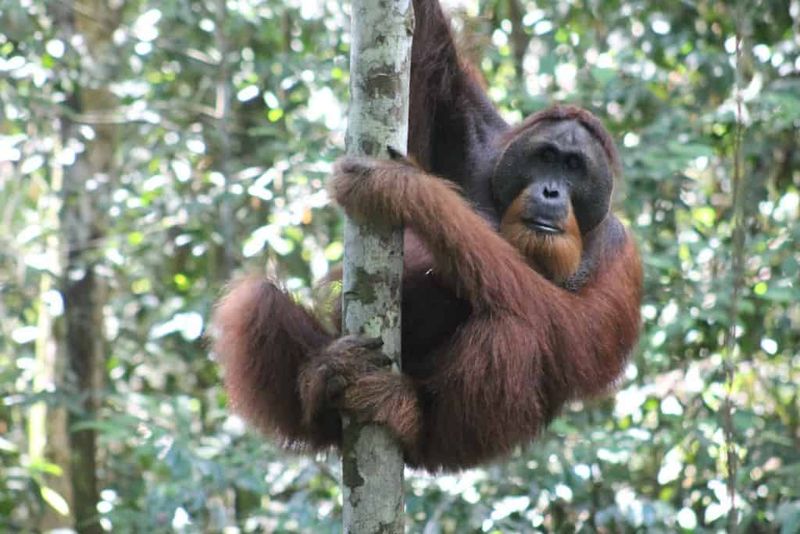 Orangutans' Forest Calls