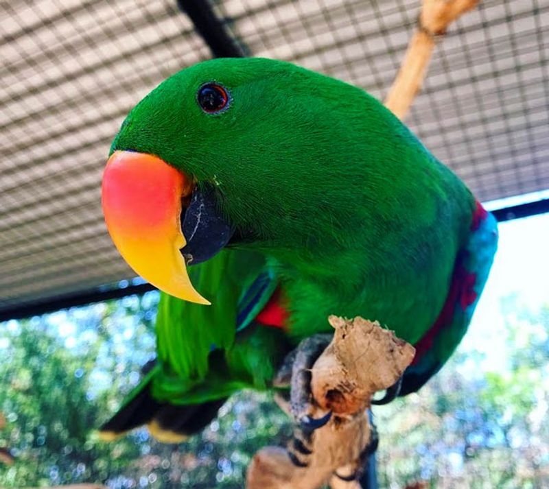 Eclectus Parrot