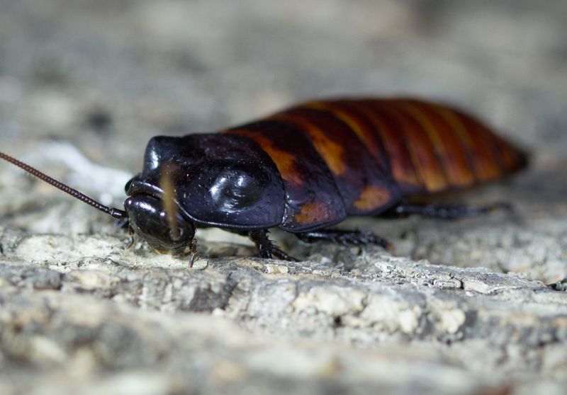Madagascar Hissing Cockroaches