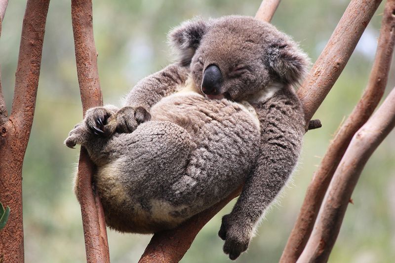 Sleep Champions Of The Animal Kingdom