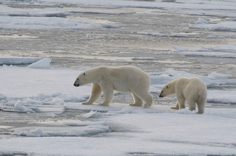 Greenland's Gentle Giants