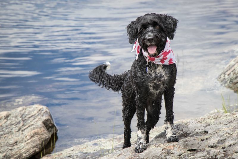 Portuguese Water Dog