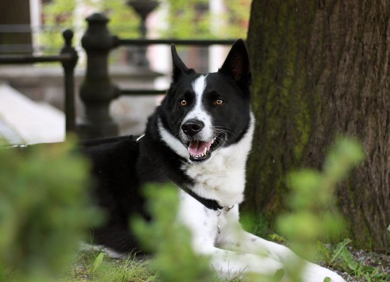 Karelian Bear Dog