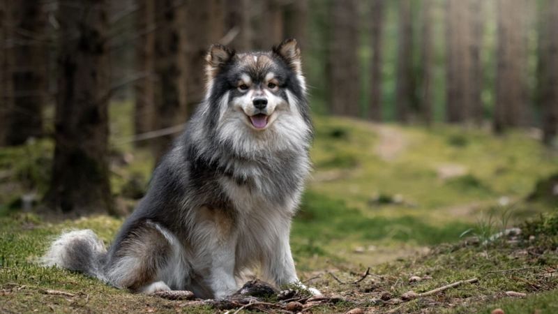 Finnish Lapphund