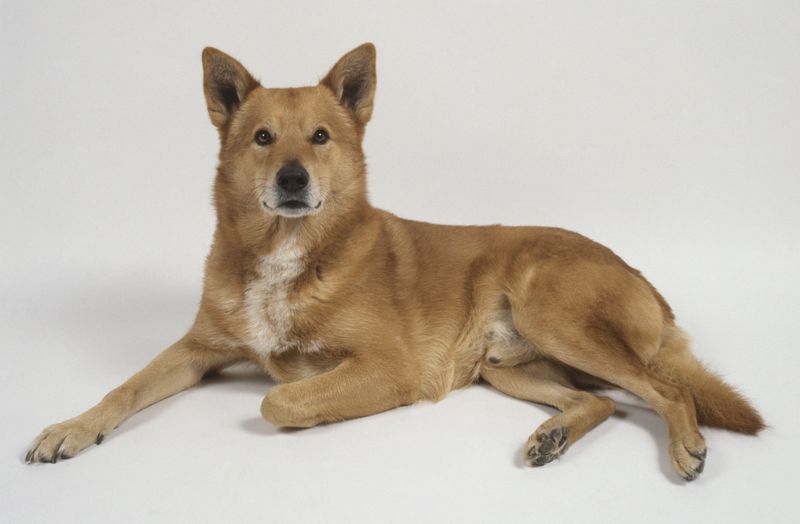 Canaan Dog