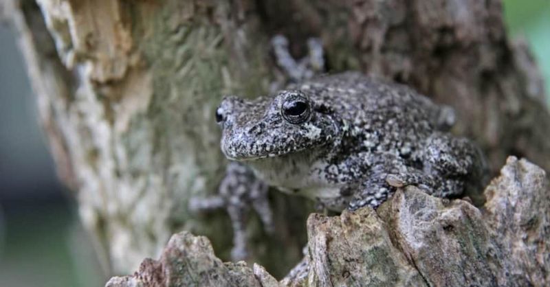 Gray Tree Frog