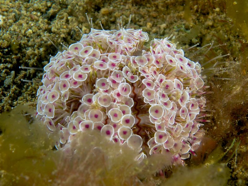 Flower Urchin