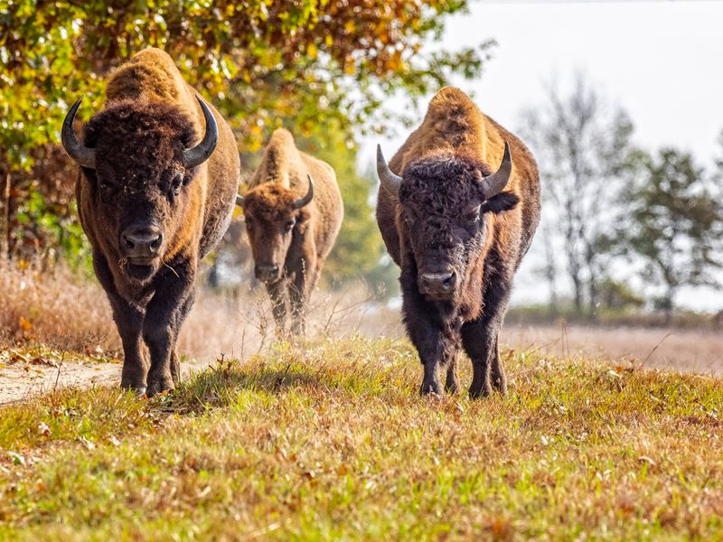Bison Hooves Aid The Soil