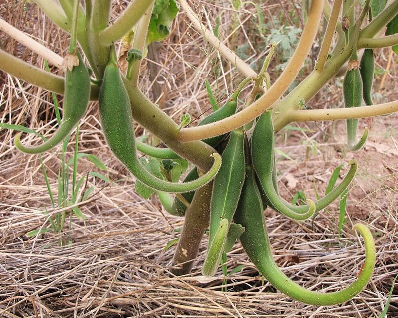 Plant Defense Mechanism Mismatch