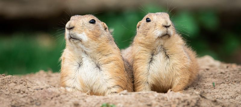 Small Mammal Habitats Expand