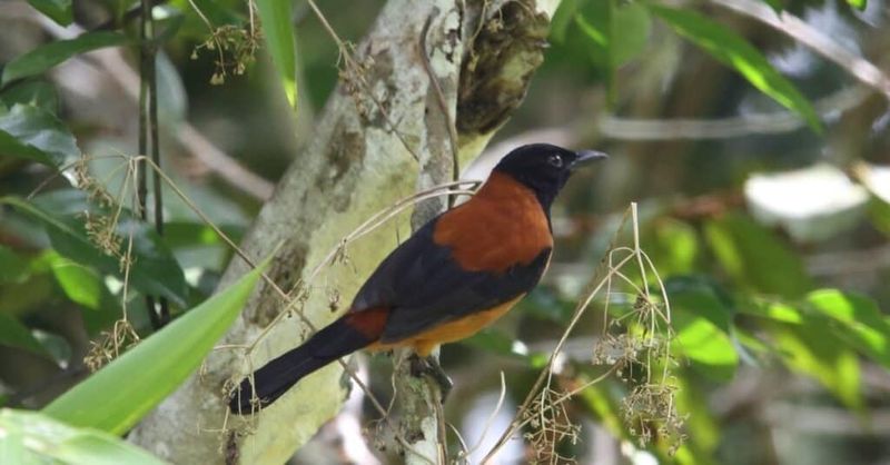 Hooded Pitohui