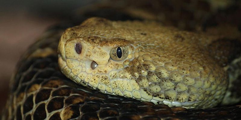 Rattlesnakes