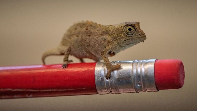 Pygmy Chameleon