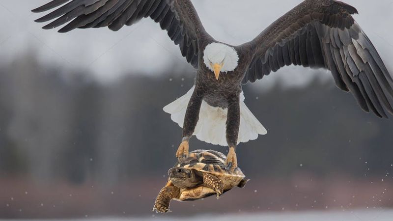 Turtles - Shell-Protected Prizes