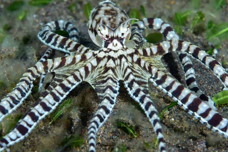 Invertebrates