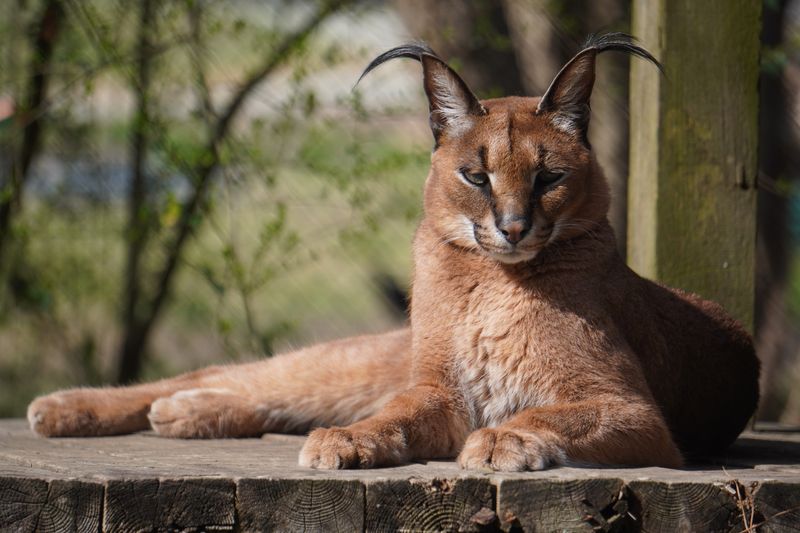 Caracal