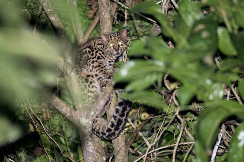 Marbled Cat