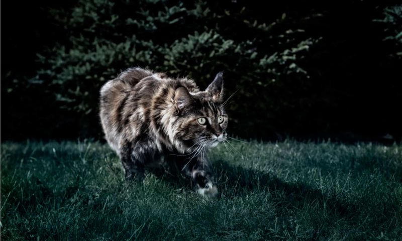 Midnight Hunters: Superior Night Vision