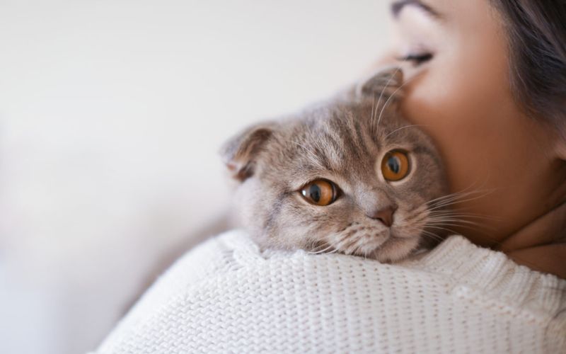 Tips And Tricks To Keep Your Cat Calm